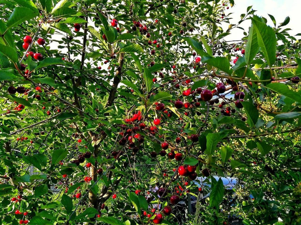 Paradise Garden Sarajevo Ngoại thất bức ảnh
