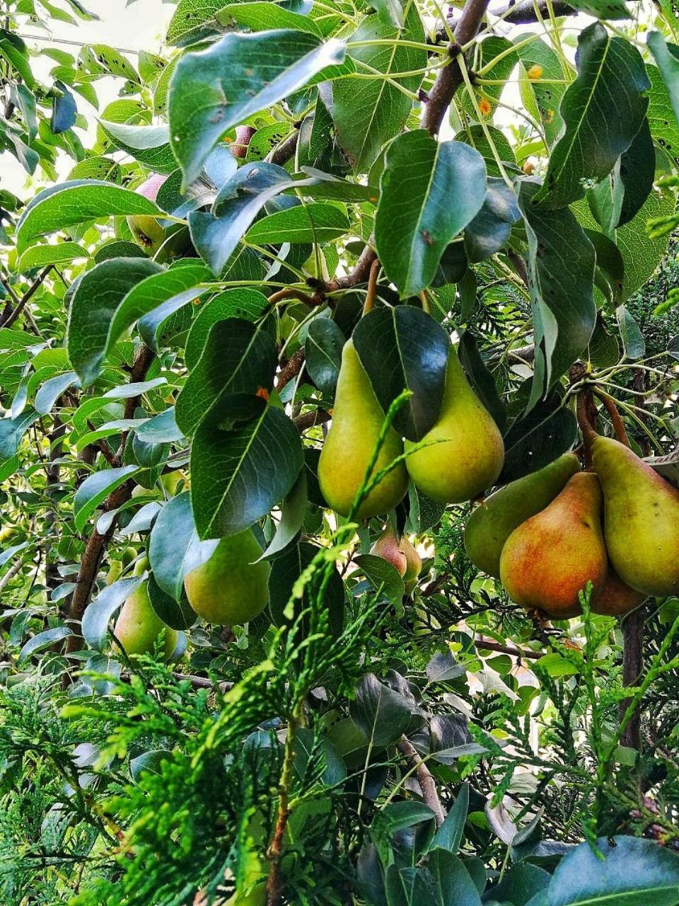 Paradise Garden Sarajevo Ngoại thất bức ảnh