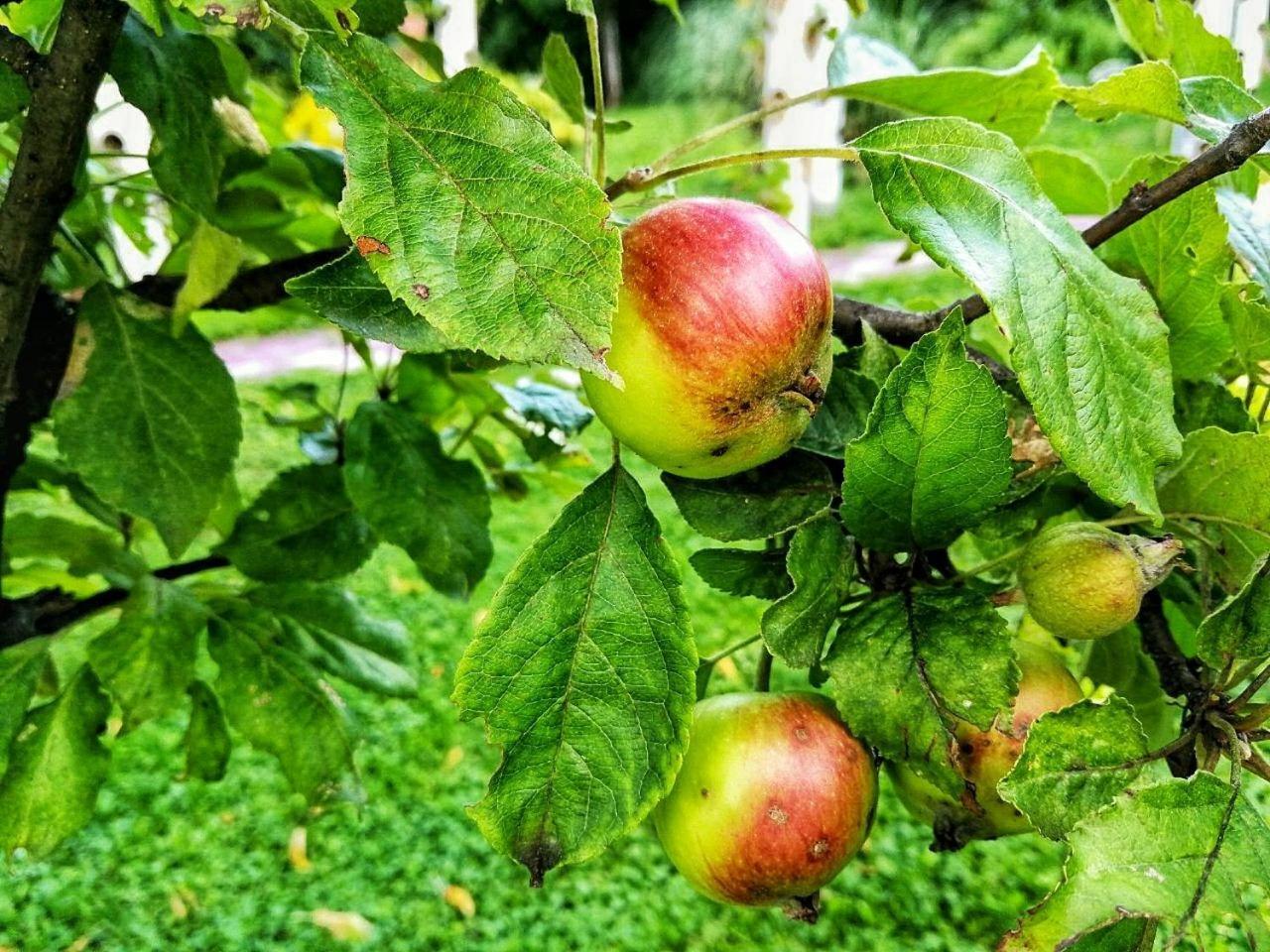 Paradise Garden Sarajevo Ngoại thất bức ảnh